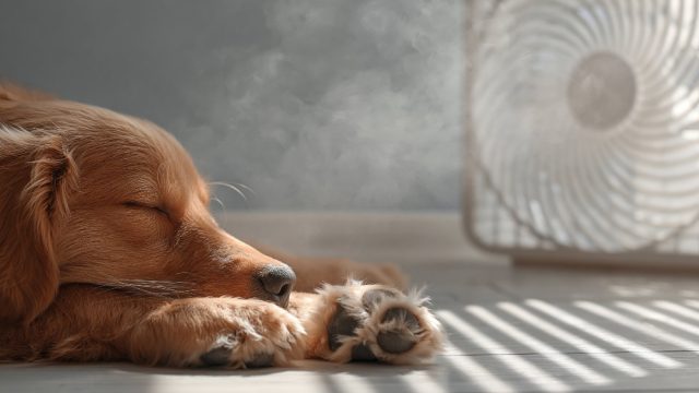 Alterações no clima afetam os animais de estimação e exigem adaptação nos cuidados