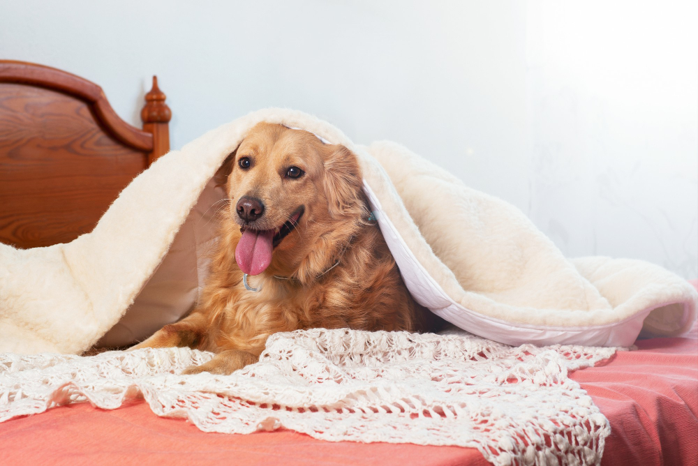 Queda de temperatura exige atenção redobrada com a saúde e o bem-estar dos pets