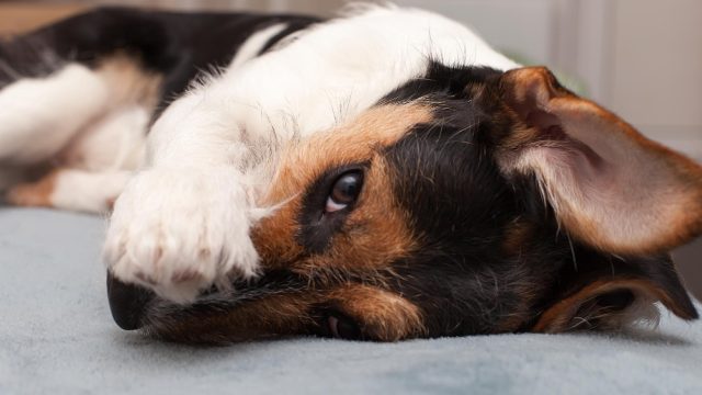 O que seu pet faz quando sente dor? Pesquisa mostra sinais que podem passar despercebidos
