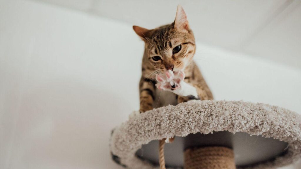 Estresse felino: como o uso correto de arranhadores protege a saúde do pet