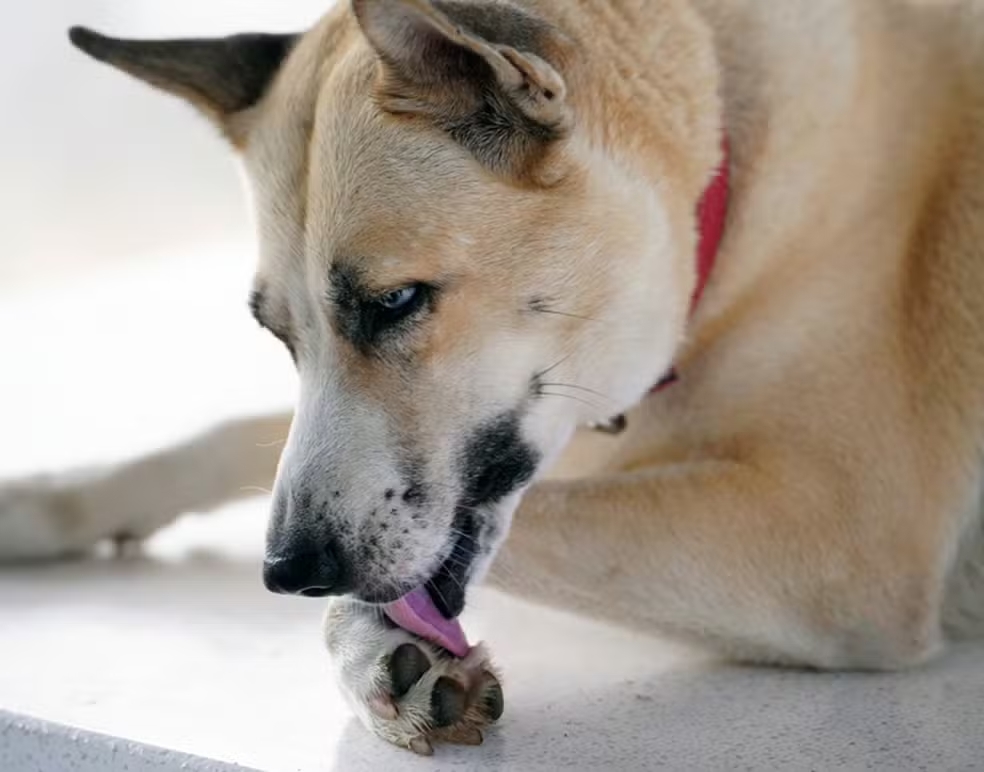 Cão lambendo as patas em excesso pode indicar problemas físicos e mentais