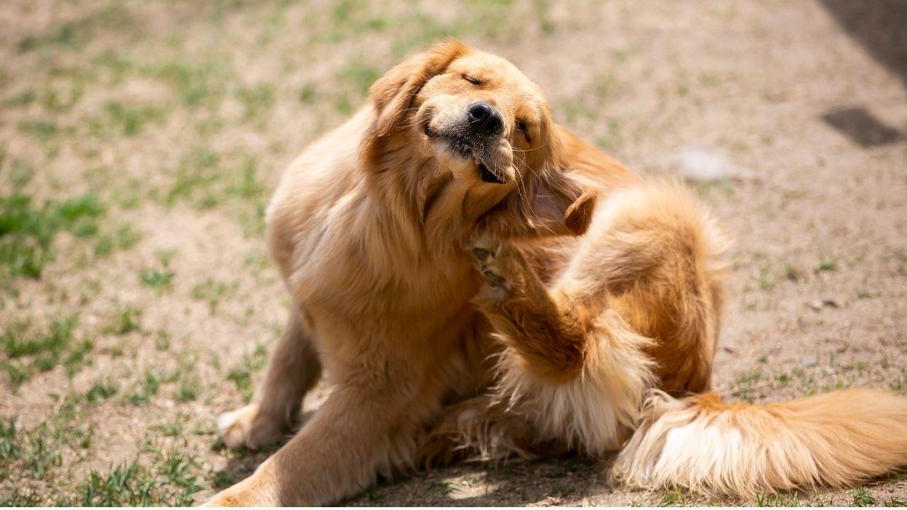 Olhar dos cães para os humanos pode ser uma forma de comunicação, dizem estudos