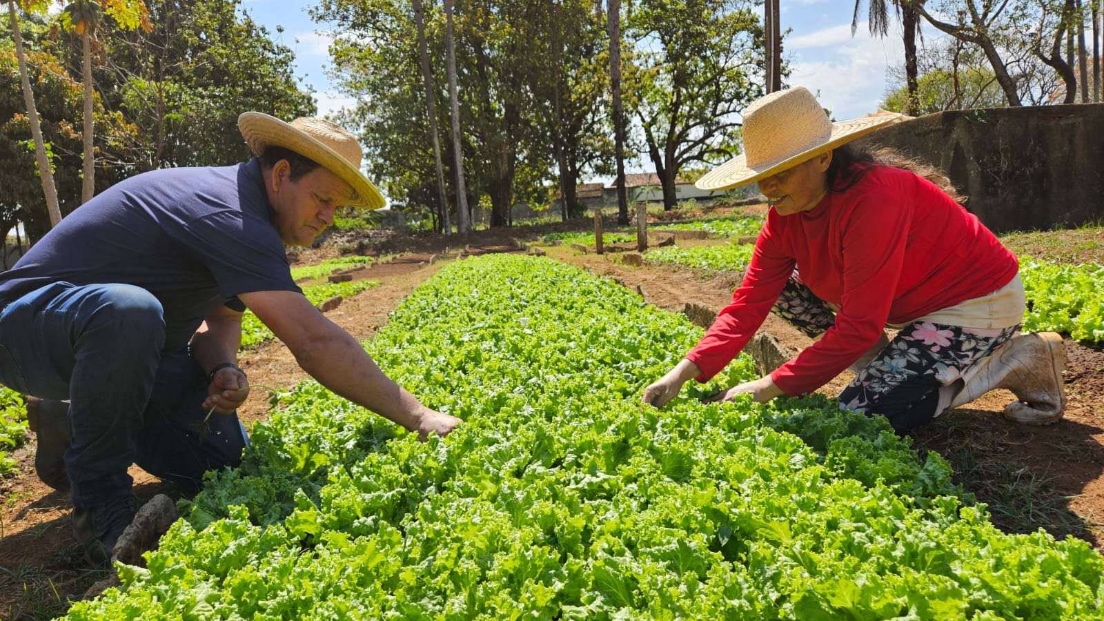 Oficina Agrícola do Allan Kardec completa sete anos vendendo hortaliças em Franca