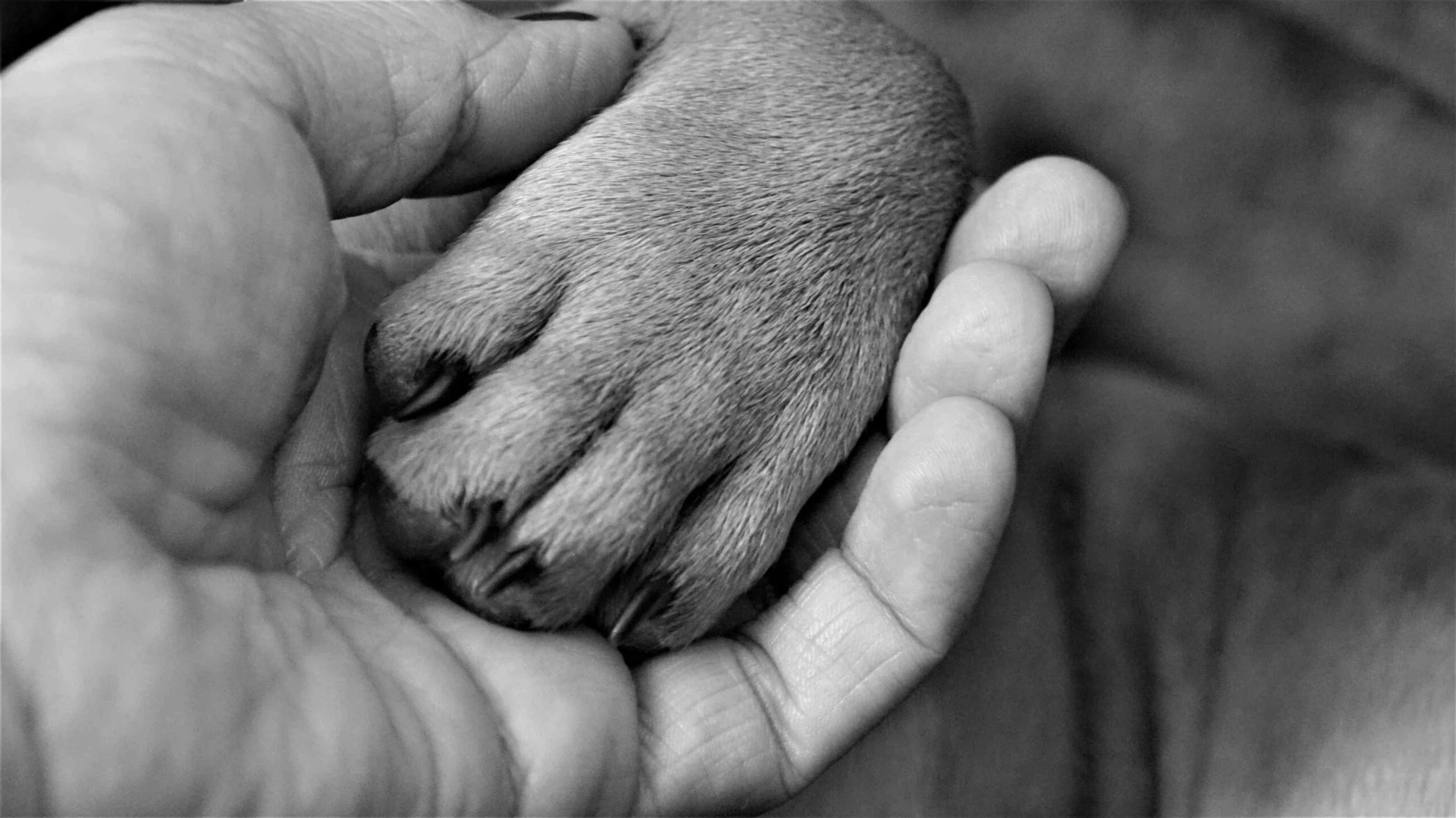 ‘Era só um cachorro’: por que a morte de um pet provoca um luto tão intenso