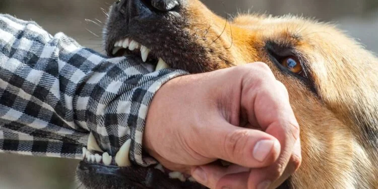 Primeiros socorros para mordida de cachorro: saiba o que fazer imediatamente