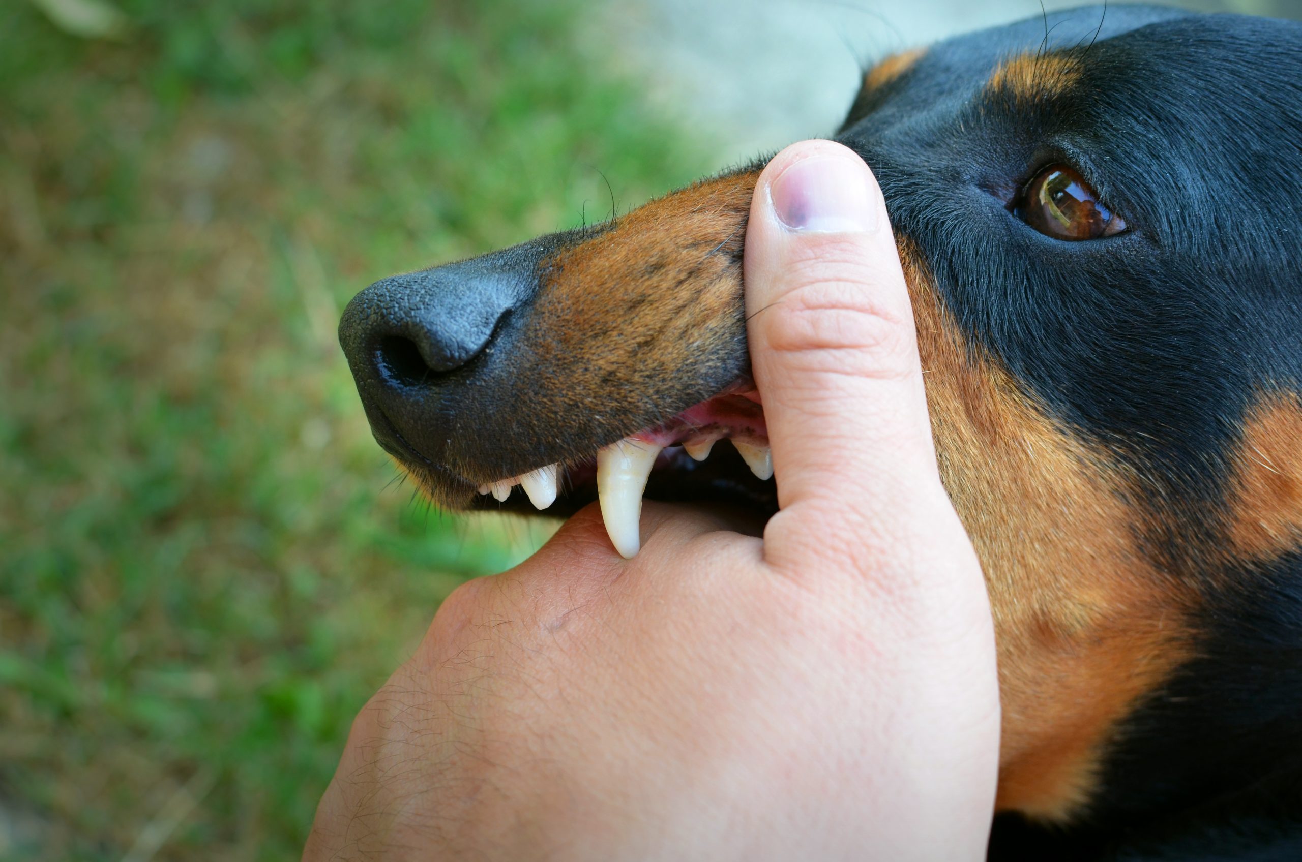 Responsabilidade civil por mordida: quando o dono do cachorro paga