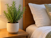 Conheça seis plantas para ter em seu quarto para viver com uma melhor saúde