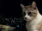 Dormir com cachorro na cama pode afetar mais o sono do pet do que o do dono, diz estudo