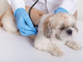 Franca vota lei que cria cadastro de animais esterilizados na cidade: projeto está na Câmara