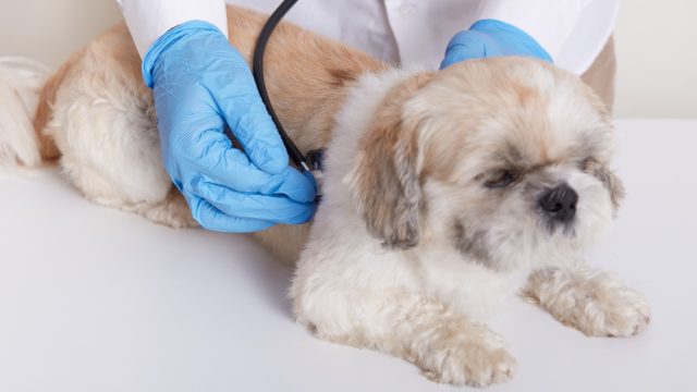 Outubro Rosa também alerta para a incidência de câncer de mama em cães e gatos