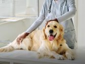 Câncer de mama em pets: cinco crenças que podem atrasar a avaliação veterinária