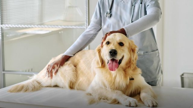 Câncer de mama em pets: cinco crenças que podem atrasar a avaliação veterinária