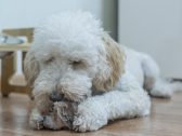 É coisa da idade? Veja sete mudanças em cães e gatos idosos que merecem atenção