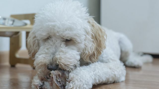 É coisa da idade? Veja sete mudanças em cães e gatos idosos que merecem atenção