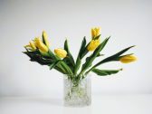 Veja 10 plantas que crescem na água e deixam a decoração da casa ainda mais bonita