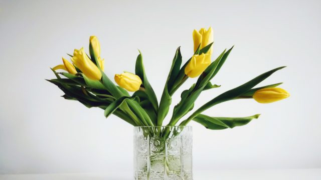 Veja 10 plantas que crescem na água e deixam a decoração da casa ainda mais bonita
