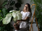 Descubra sete erros que podem matar suas plantas de sombra sem você nem perceber
