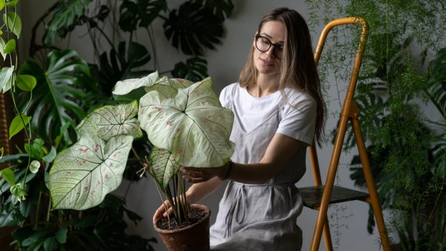 Descubra sete erros que podem matar suas plantas de sombra sem você nem perceber