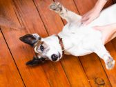 Câncer de mama em pets: excesso de peso vem sendo investigado por sua relação com tumores