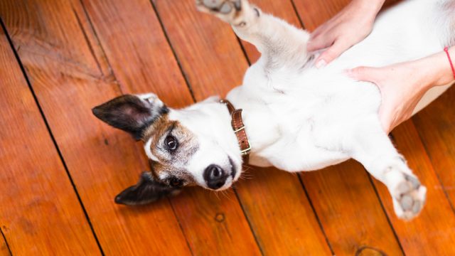 Câncer de mama em pets: excesso de peso vem sendo investigado por sua relação com tumores