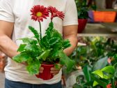 Finados: data segue importante para a floricultura, apesar da mudança no hábito de consumo