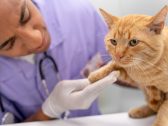 Saiba como acompanhar dor e qualidade de vida em gatos e cães de estimação