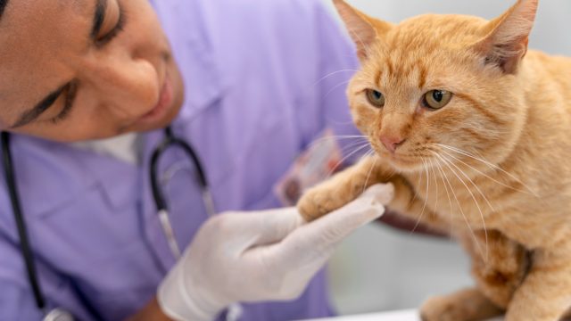 Saiba como acompanhar dor e qualidade de vida em gatos e cães de estimação