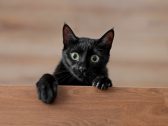 Superstição de um lado, companheirismo do outro: gatos pretos só precisam de uma chance