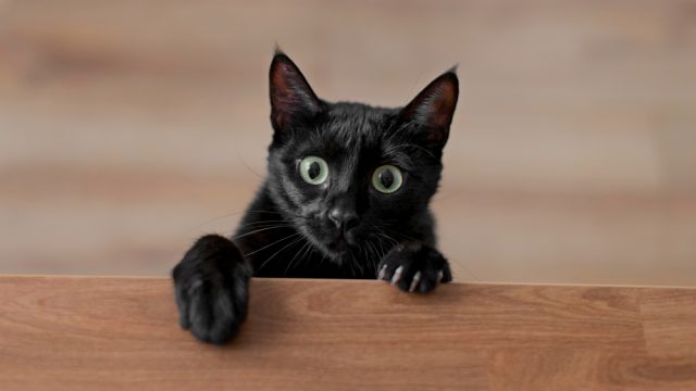 Superstição de um lado, companheirismo do outro: gatos pretos só precisam de uma chance
