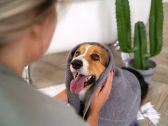 Câncer de mama em pets: excesso de peso vem sendo investigado por sua relação com tumores