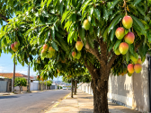 Programa propõe incentivo ao plantio de árvores frutíferas nas ruas de Franca