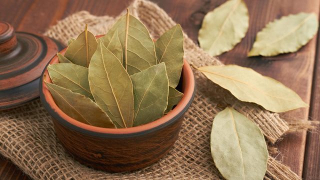 Por que os jardineiros indicam colocar uma folha seca de louro nos vasos de plantas?