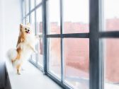 Seu animal de estimação sabe o horário de tudo? Isso pode ser um problema