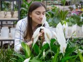 Conheça seis plantas para ter em seu quarto para viver com uma melhor saúde