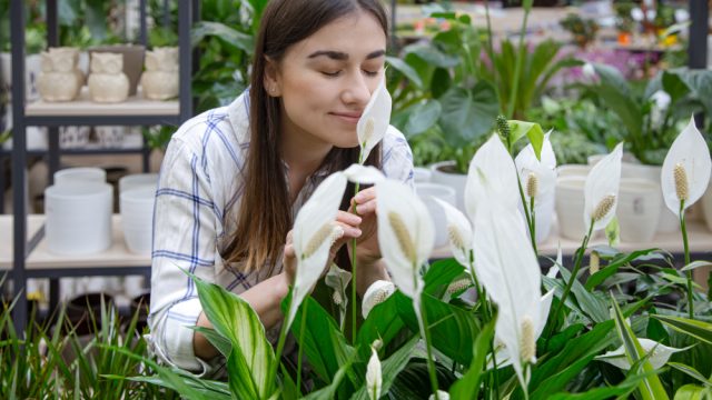 Conheça os truques de como cuidar de Lírio da Paz para florir durante o ano todo