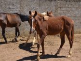 Franca terá leilão de 12 cavalos e muares em novembro; veja como participar