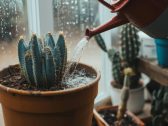 Tenha um jardim de baixa manutenção: Veja 6 plantas para regar apenas uma vez no mês