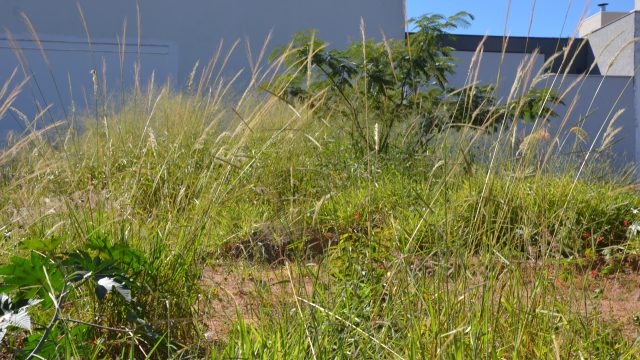 Franca notifica donos de mais 90 terrenos sujos; prazo para limpeza é de 15 dias