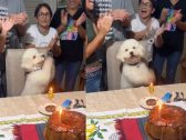 Poodle “bate palmas” no aniversário de 5 anos e espera parabéns para comer hambúrguer