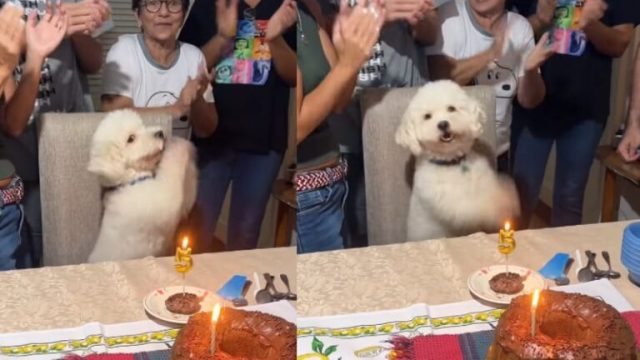 Poodle “bate palmas” no aniversário de 5 anos e espera parabéns para comer hambúrguer