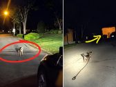 Cachorro para no meio da rua e leva policial até tutor que estava caído há 3 horas