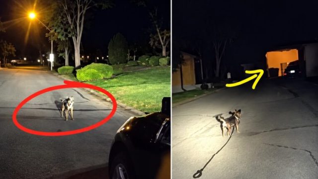 Cachorro para no meio da rua e leva policial até tutor que estava caído há 3 horas
