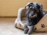 O que vale a pena e o que é cilada para pets idosos? Especialistas respondem