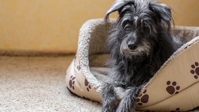 O que vale a pena e o que é cilada para pets idosos? Especialistas respondem