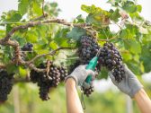 Vinhos de Franca e Ituverava são destaques no roteiro do enoturismo paulista