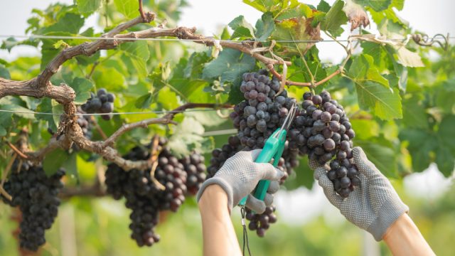 Vinhos de Franca e Ituverava são destaques no roteiro do enoturismo paulista