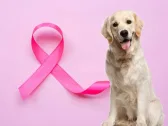 Outubro Rosa Pet: saiba como a palpação em casa ajuda a salvar seu cão de estimação
