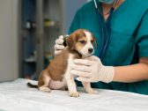 Franca vota lei que cria cadastro de animais esterilizados na cidade: projeto está na Câmara