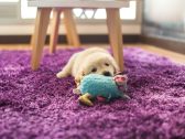 Por que seu cachorro destrói alguns bichinhos de pelúcia e poupa outros?