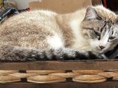 Saúde felina: saiba porque os gatos costumam escondem os sinais de doença